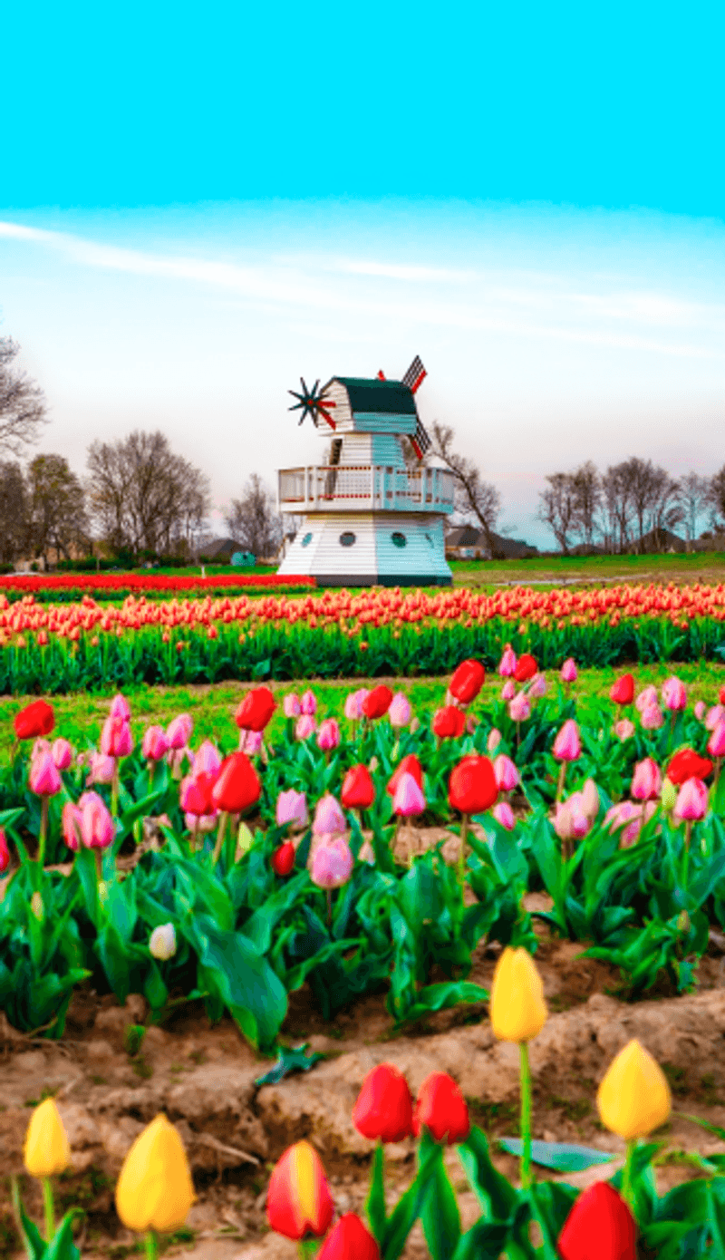 Arkansas Tulip Festival, Fayetteville