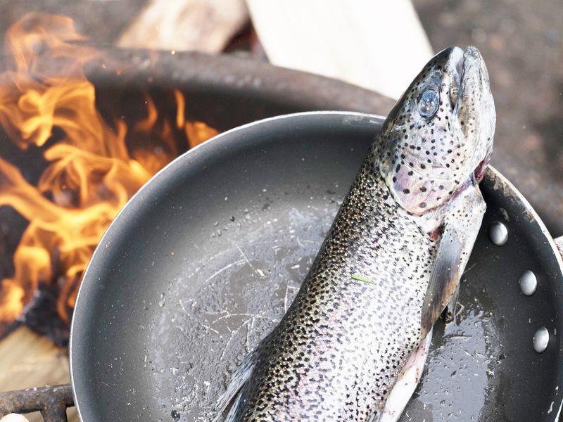 Rainbow Trout