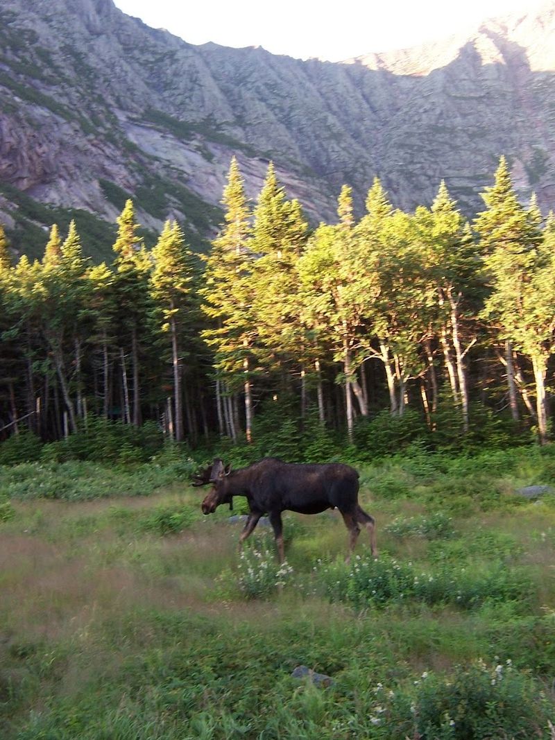 Maine Has The Largest Moose Population In The Lower 48