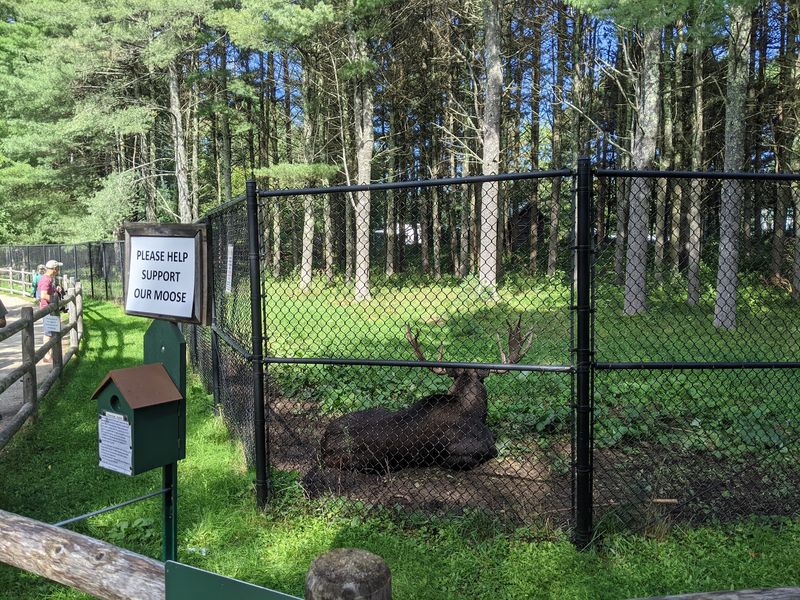 Maine Wildlife Park, Gray