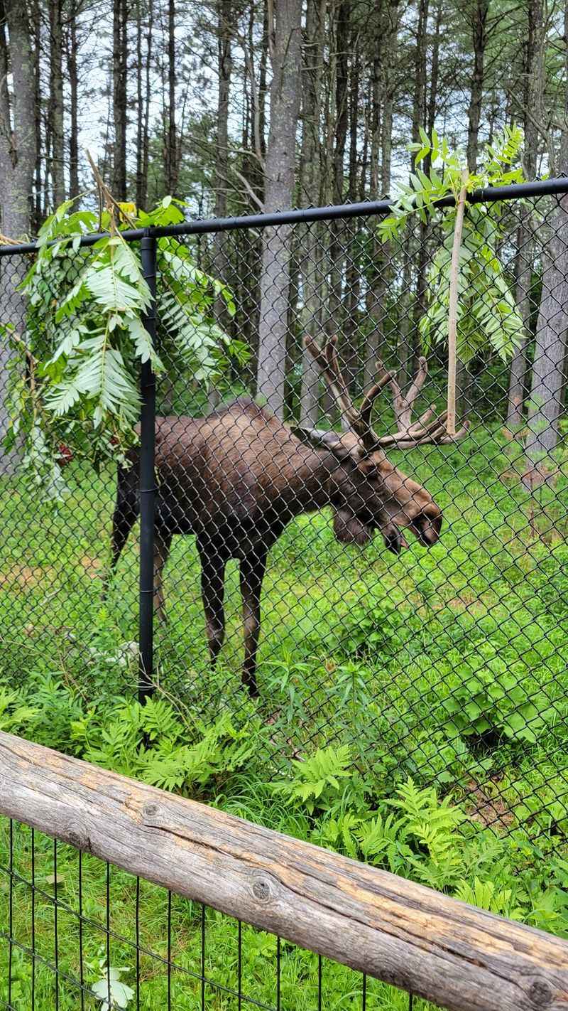 Maine Wildlife Park, Gray