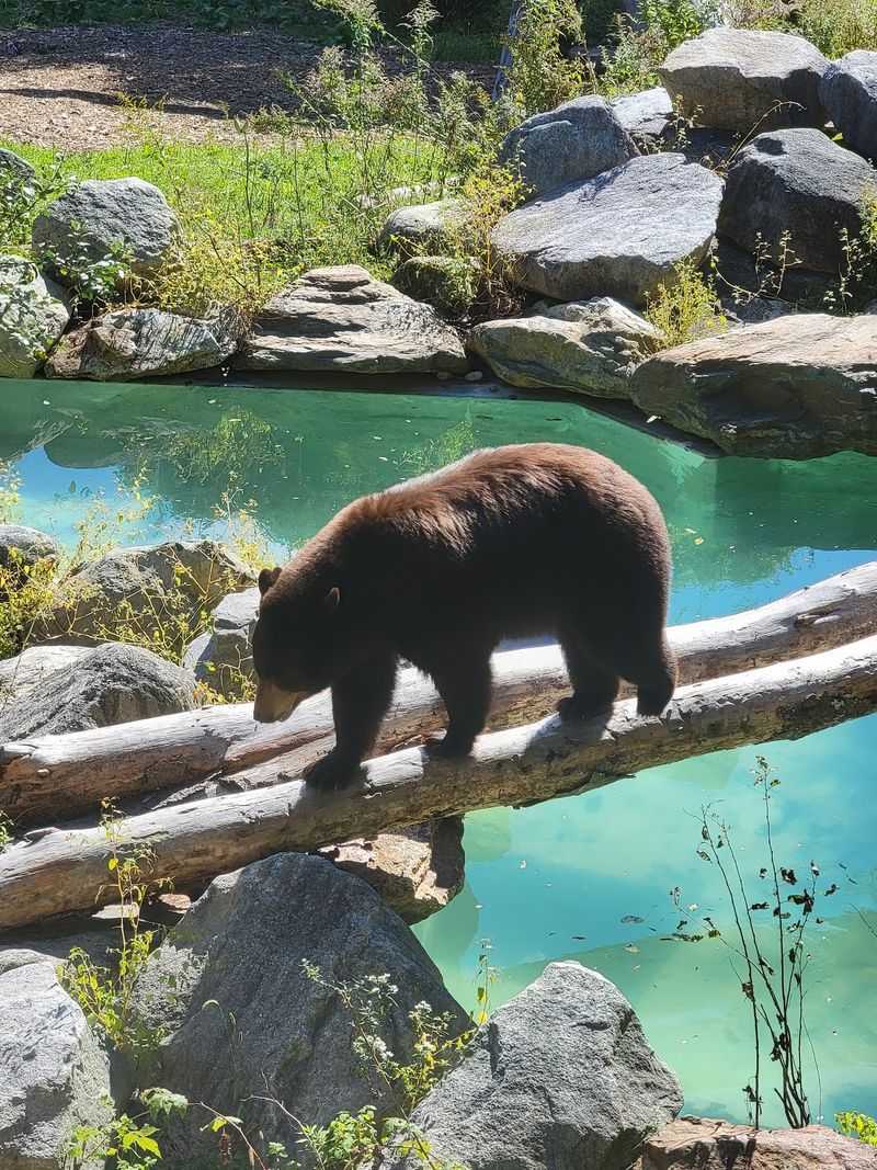 Maine Wildlife Park, Gray