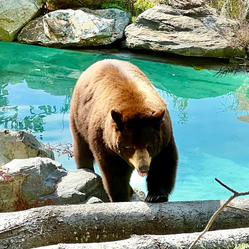 Maine Wildlife Park, Gray