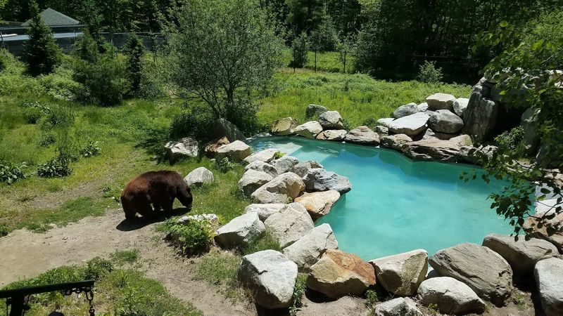 Maine’s Wildest Animals, All In One Place