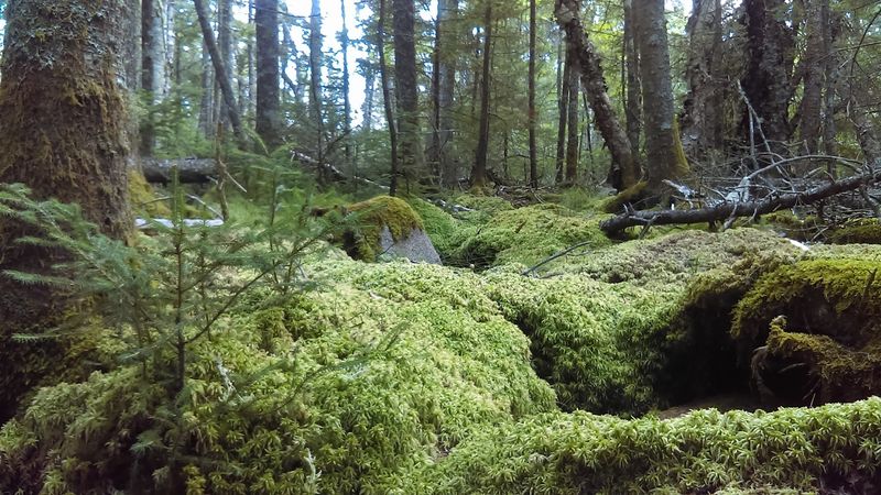 Maine’s Wildest Hidden Preserve