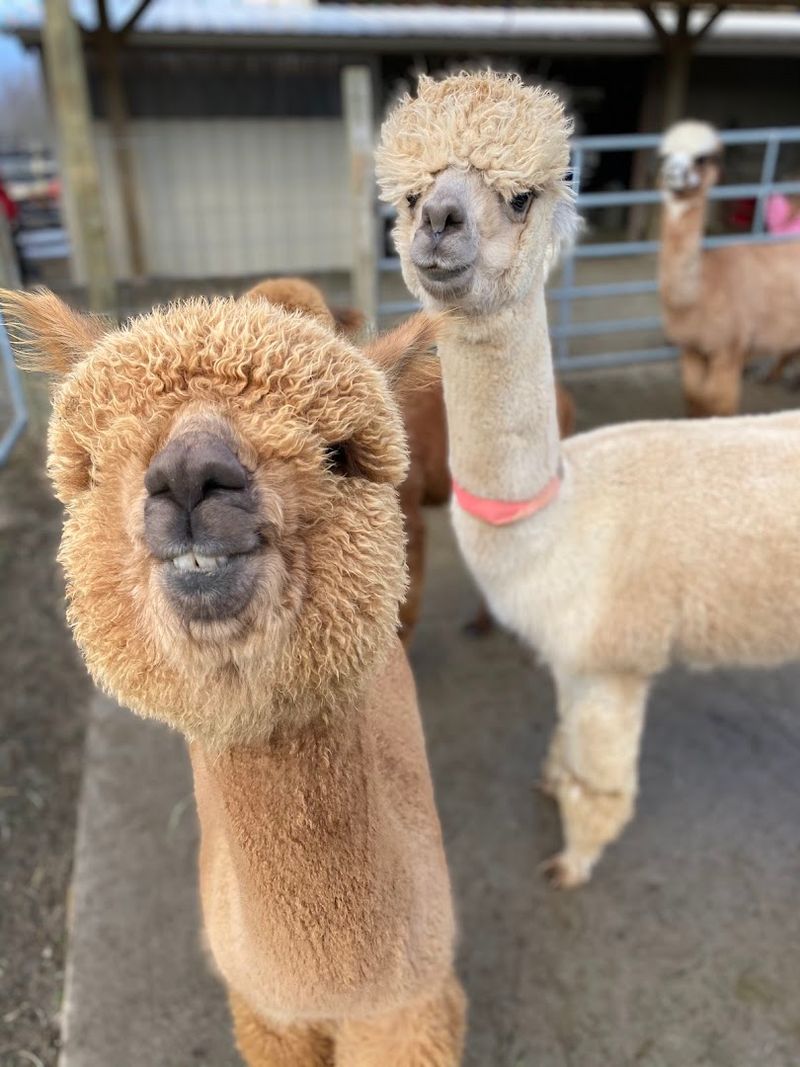 Majestic Meadows Alpacas, Medina, Ohio