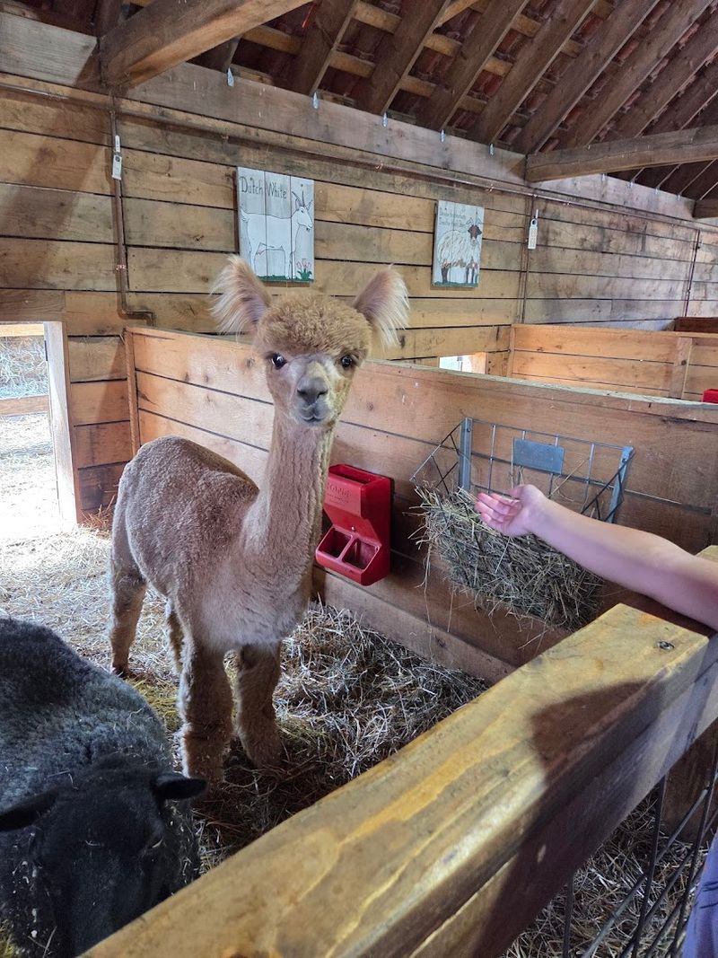 Make Room For The Petting Farm Make Room For The Petting Farm