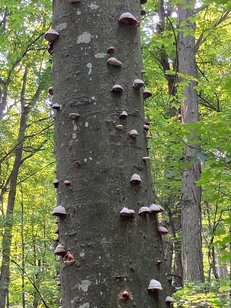 Make Room For The Trail’s Odd Little Details