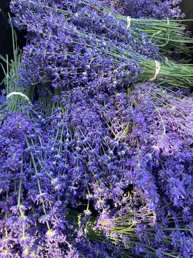 Final Verdict: The Summer Day Trip That Earns Its Reputation