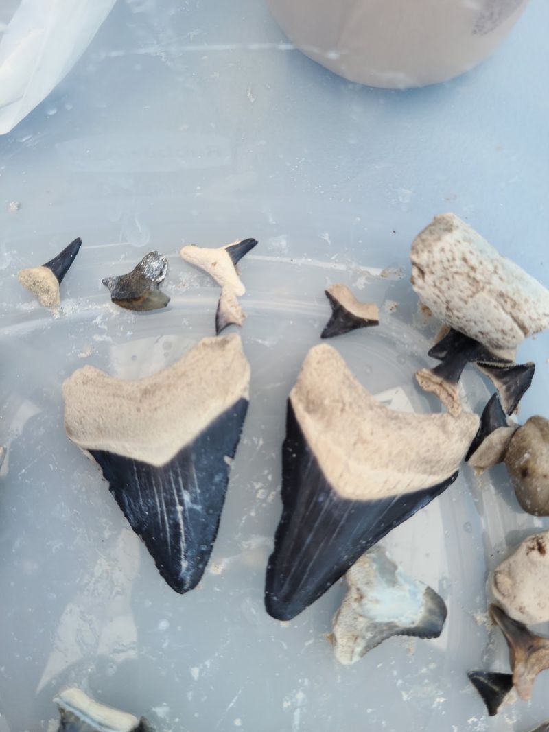 Mammoths, Rhinos, And Dugongs Crash The Shark Party