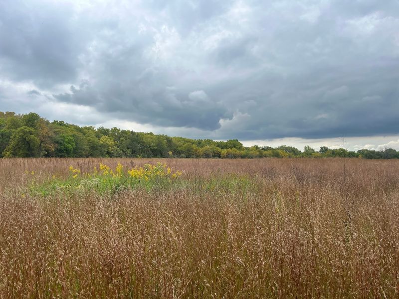 Management determines whether the prairie looks tall or recently cut