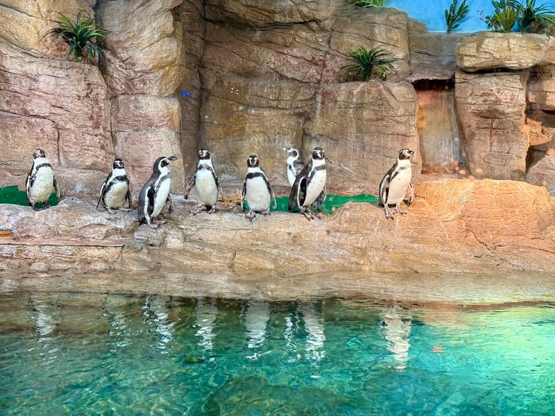 African Penguin Colony