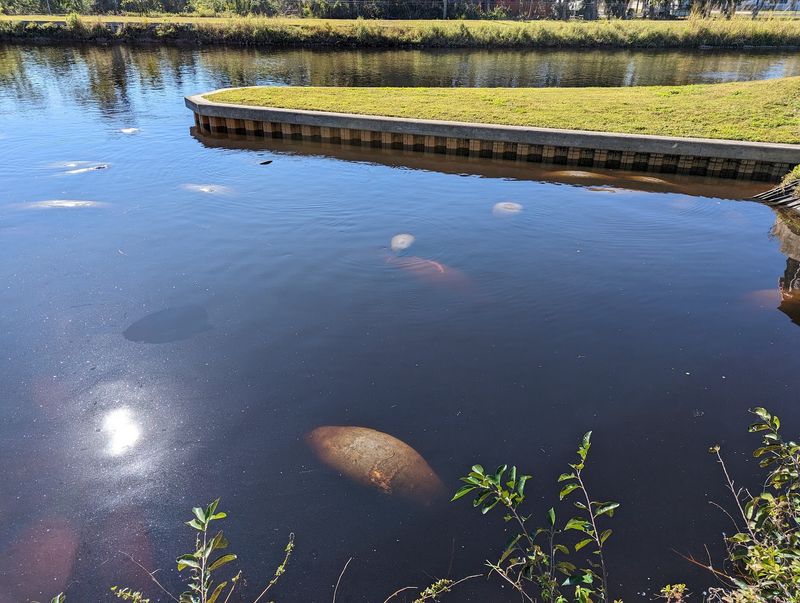 Manatee Park