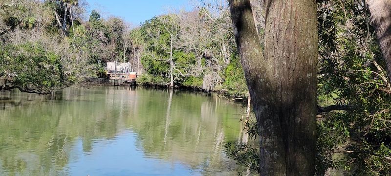 Florida Panther Habitat: A Rare Close Look