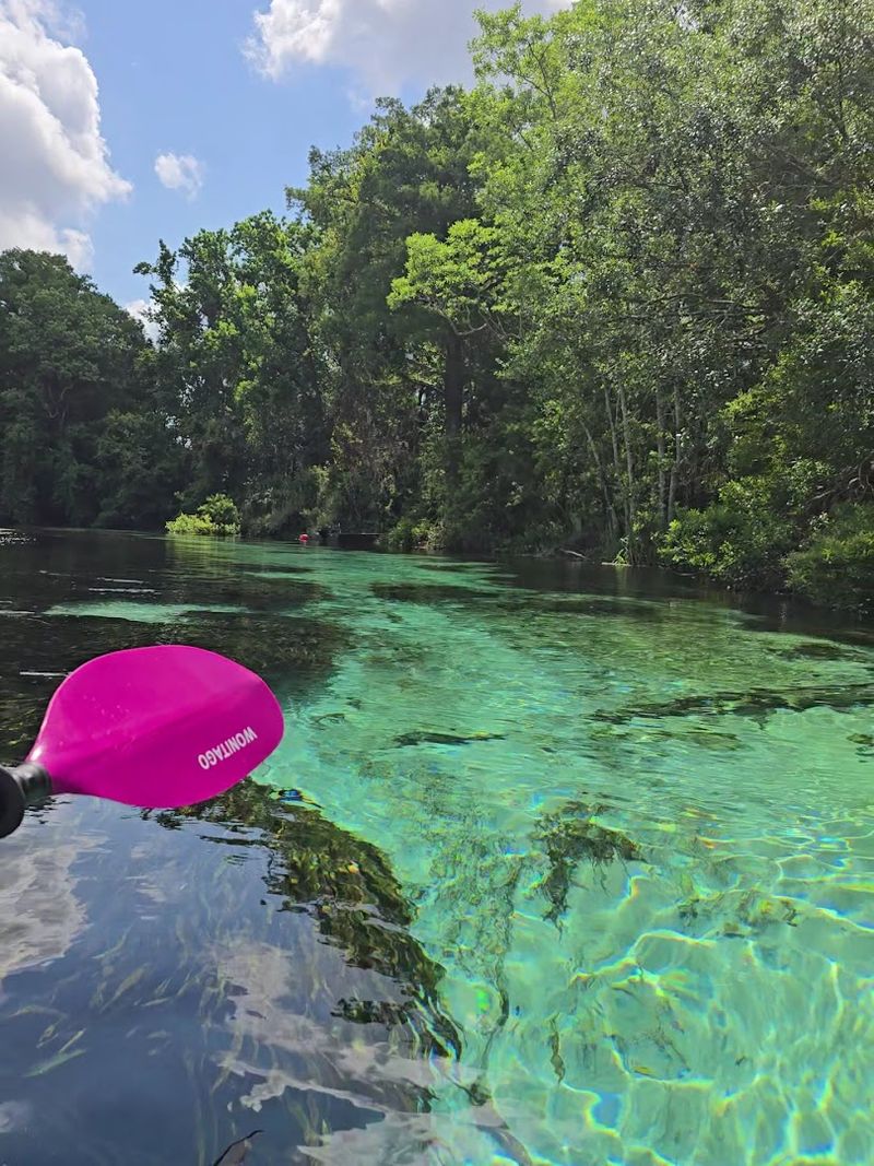 Manatee Sightings That Will Leave You Speechless