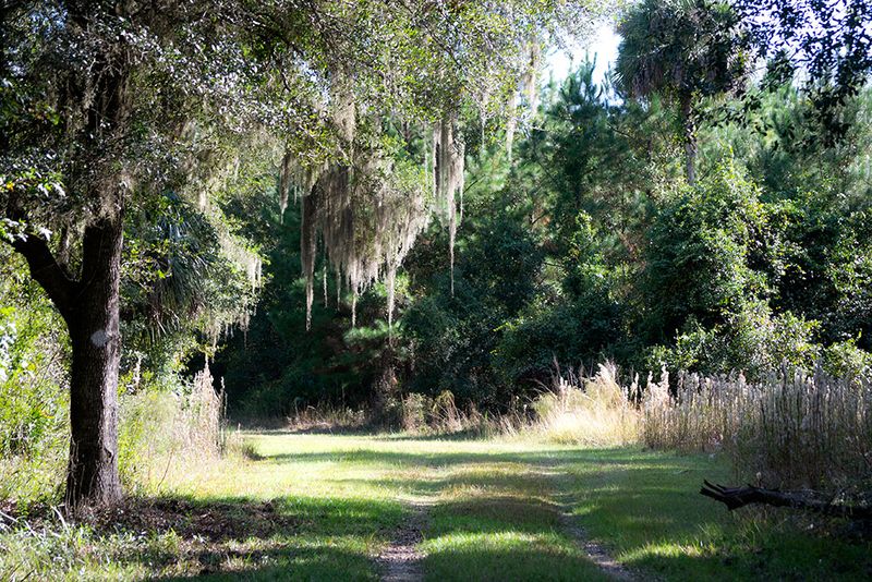 Hiking Trails Through Ancient Florida Wilderness