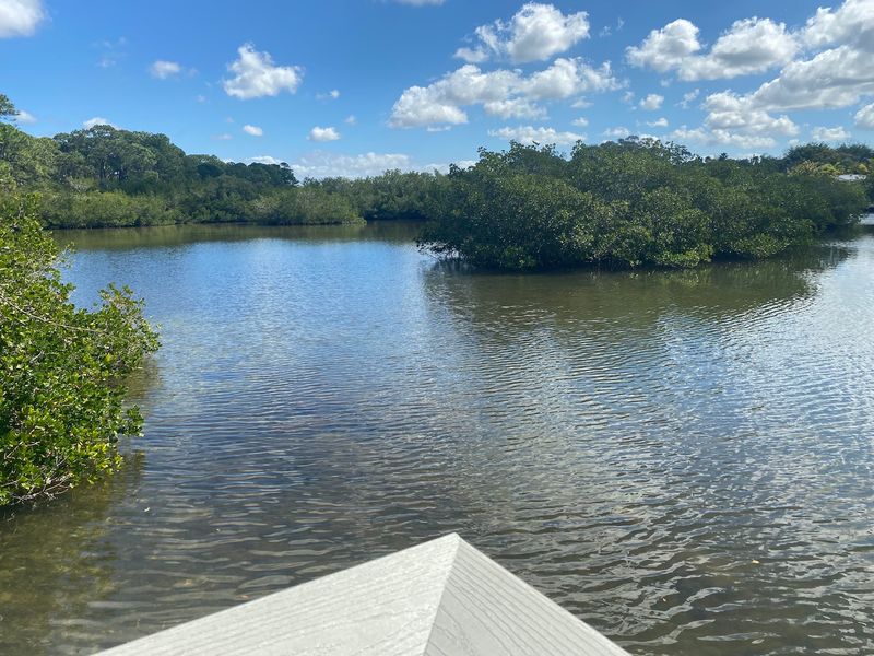 Manatees And Dolphins Share Lemon Bay With You
