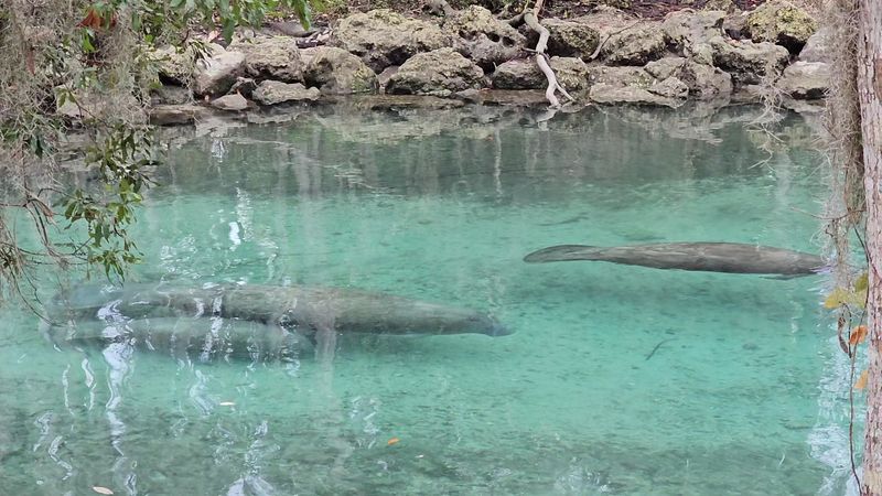 Manatees Are Protected By Federal Law And Crystal River Takes That Seriously