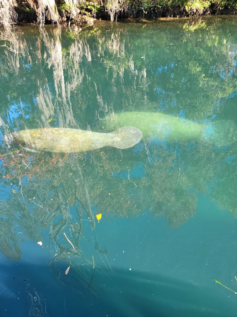Manatees Are Sea Cows With Elephant Cousins