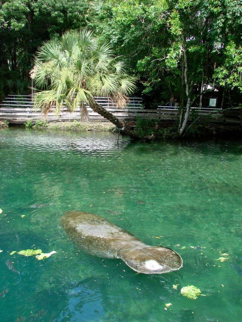 Manatees Become Your Winter Neighbors Manatees Become Your Winter Neighbors