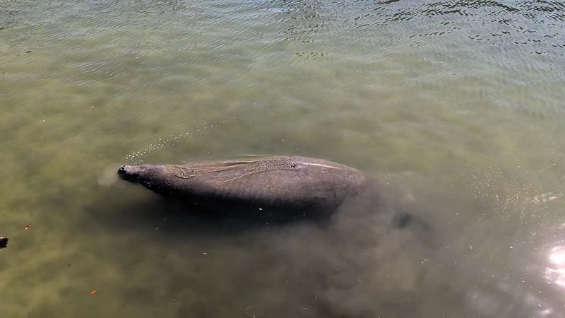 Manatees Call Kings Bay Home All Year