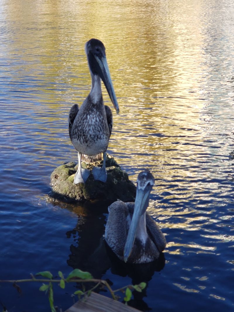 Manatees, Pelicans, And Way More Wildlife Than Expected Manatees, Pelicans, And Way More Wildlife Than Expected