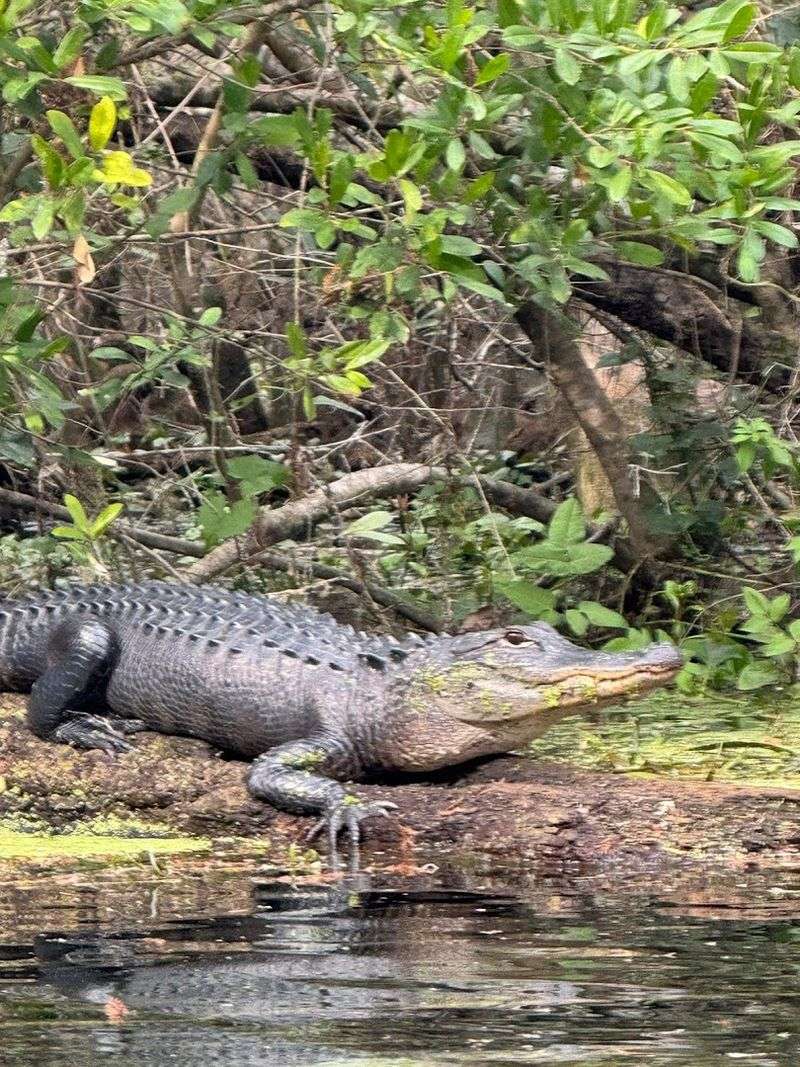 Alligators Are A Regular Part Of The Scenery