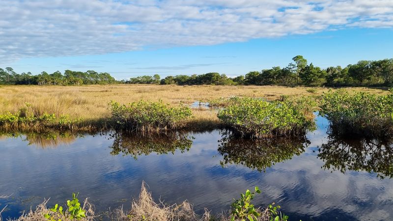 Manatees Show Up in Surprising Numbers