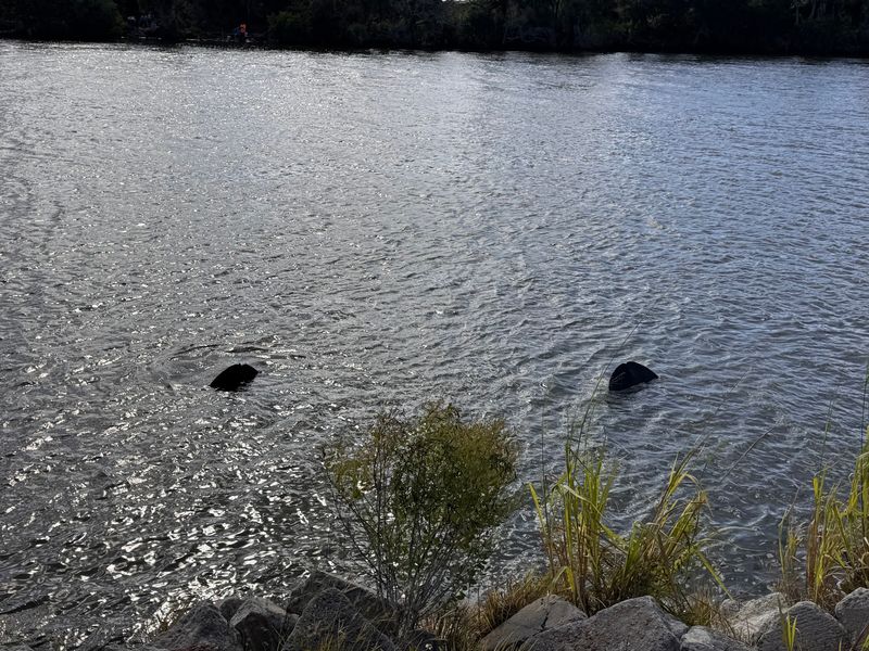 Manatees With Pancake Tails