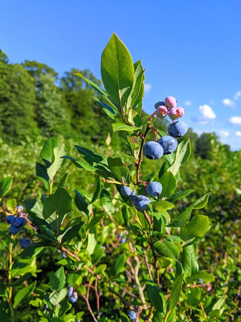Hazen’s Blueberry Farm, Grand Junction
