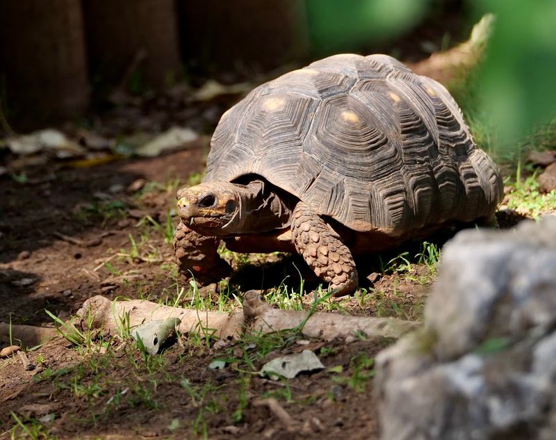 Giant Aldabra Tortoises You Can Actually Pet