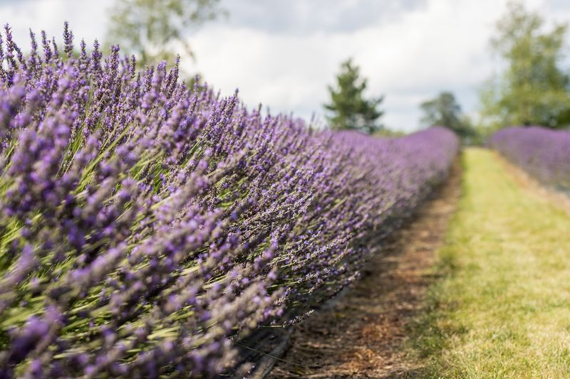 Indigo Lavender Farms, Imlay City