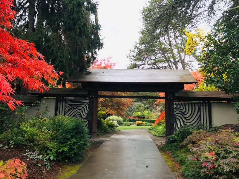 Maple Paths In Fiery Fall Color