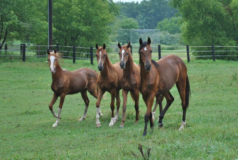 Maple Ridge Stables