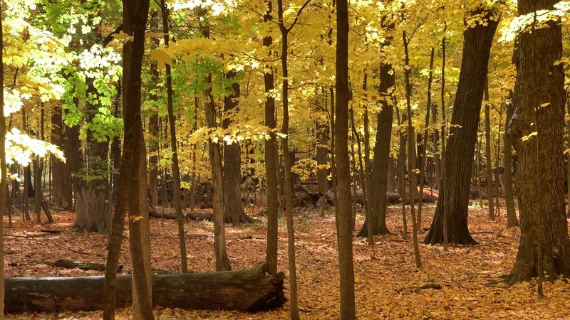 Maple Syrup, Bee Hives, And Seasonal Surprises