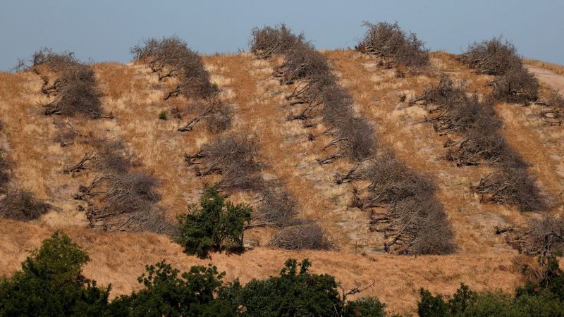 Almonds Cracking Under Pressure