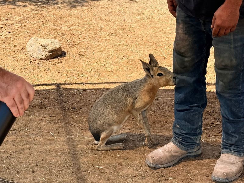 Maras, the Animals You Probably Didn't Know Existed Maras, the Animals You Probably Didn't Know Existed