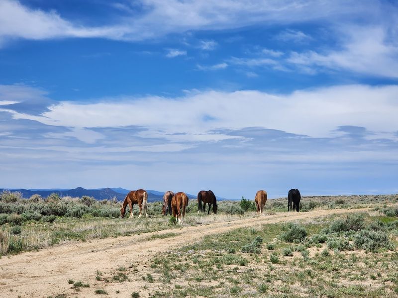 Why March Gives You The Best Odds Of Seeing Wild Horses
