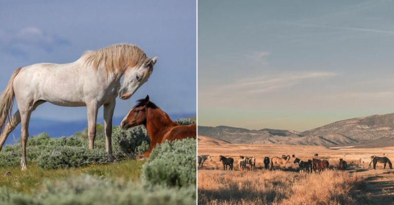 March Is The Best Time To Spot Wild Horses On This Colorado Trail