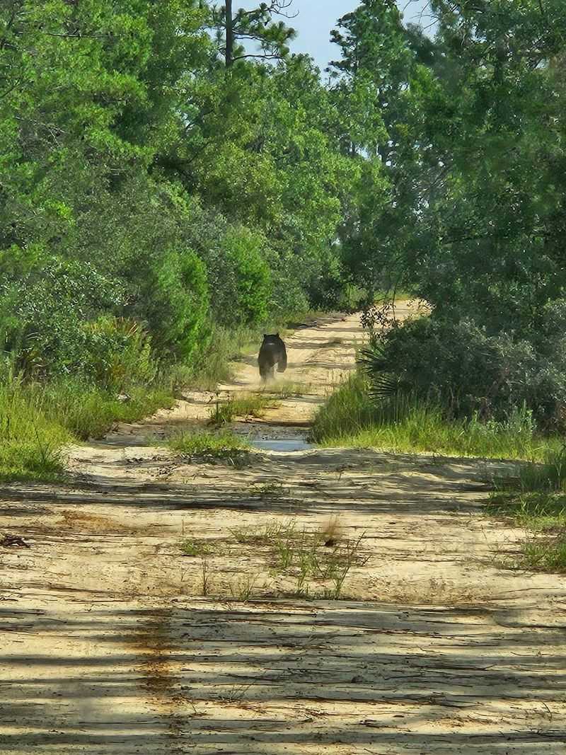 Marion County And The Mighty Ocala National Forest