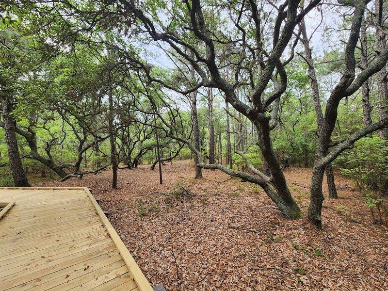 Maritime Forest Trails