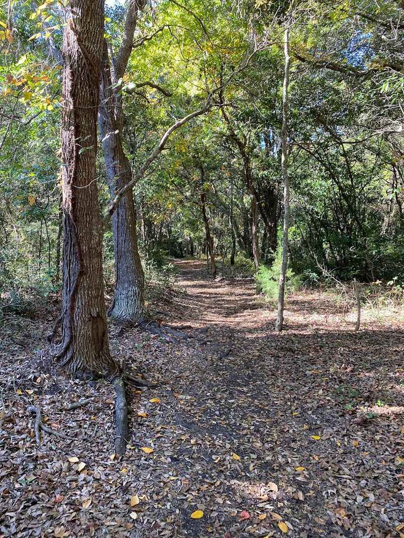 Maritime Forest Trails
