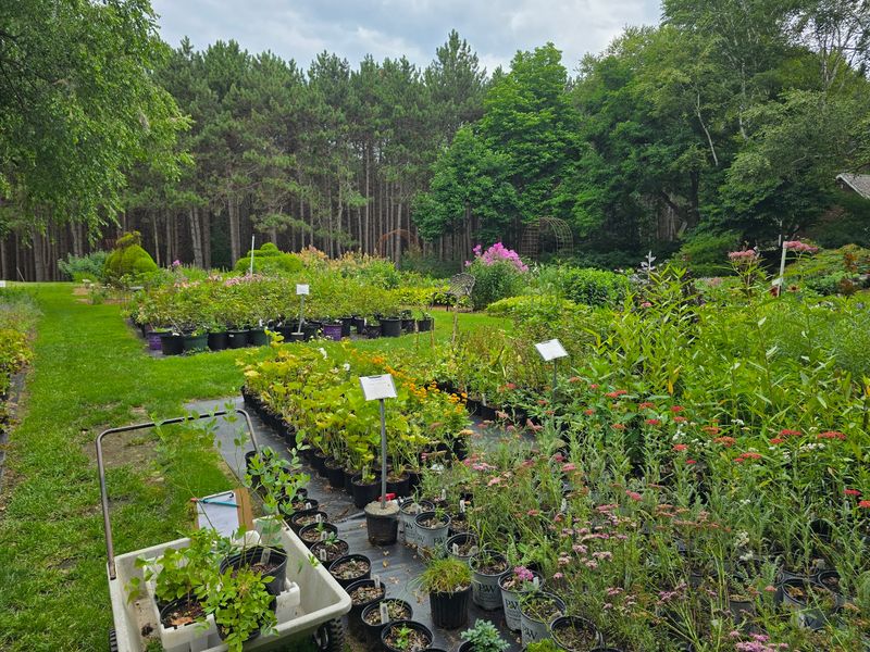 Mark Your Calendar For Daylily Days And The Open House