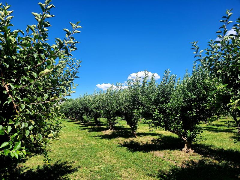 Mark Your Calendar For Three Days Of Apple-Filled Fun