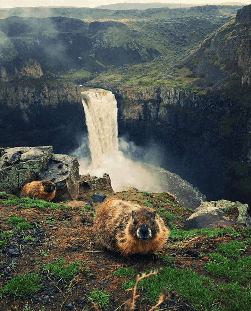 Marmots, Birds, And Little Wildlife Surprises Marmots, Birds, And Little Wildlife Surprises