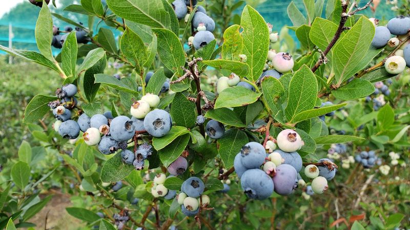 Martin Blueberries, Columbia Station