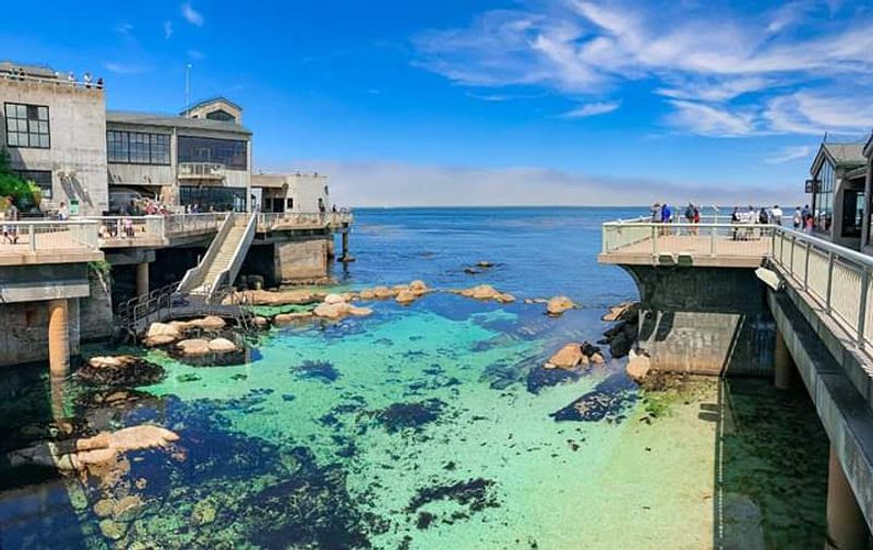 Marvel At Marine Life At Monterey Bay Aquarium