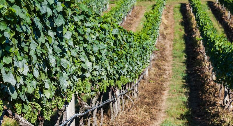 Massachusetts' Vineyard Café