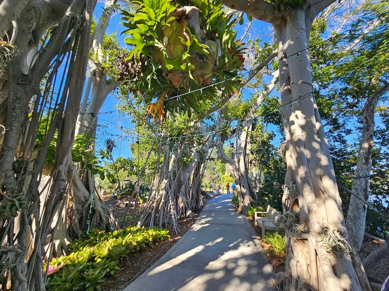 Massive Banyan Trees That Feel Ancient And Alive