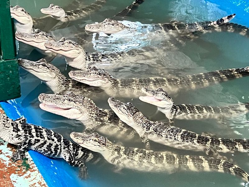 Close Encounters With Tiny Hatchlings